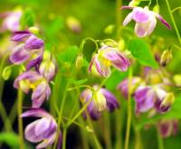 Lovely purplish and white flowers